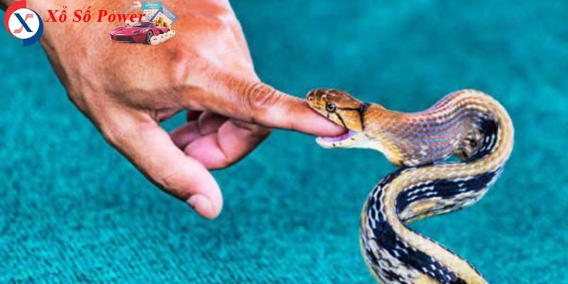 Khám phá ý nghĩa giấc mơ thấy rắn cắn và con số có thể mang lại vận may