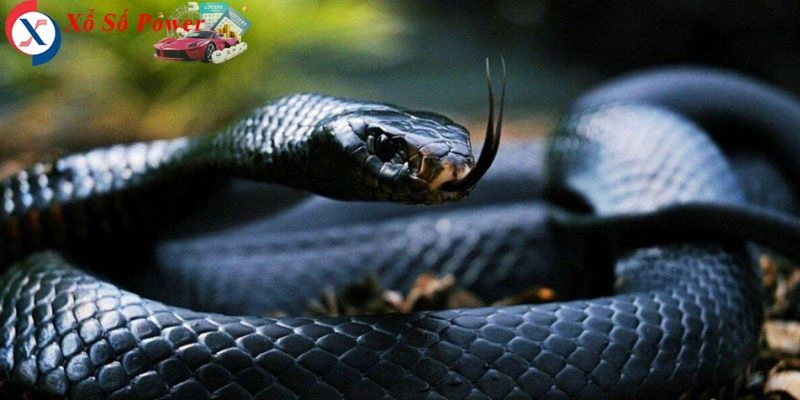 Giấc mơ về hình ảnh con vật hùng vĩ trong tự nhiên
