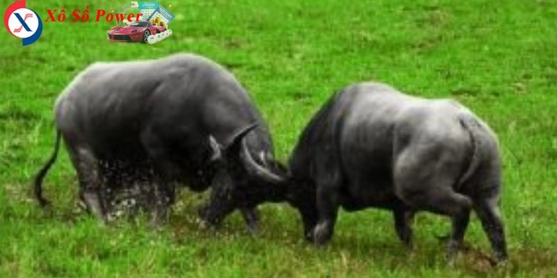 Giấc mơ phản ánh sức mạnh tiềm ẩn và khả năng vượt qua khó khăn
