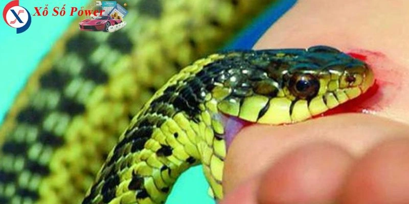 Nằm mơ thấy rắn cắn, tìm hiểu con số nào có thể giúp bạn trúng lớn