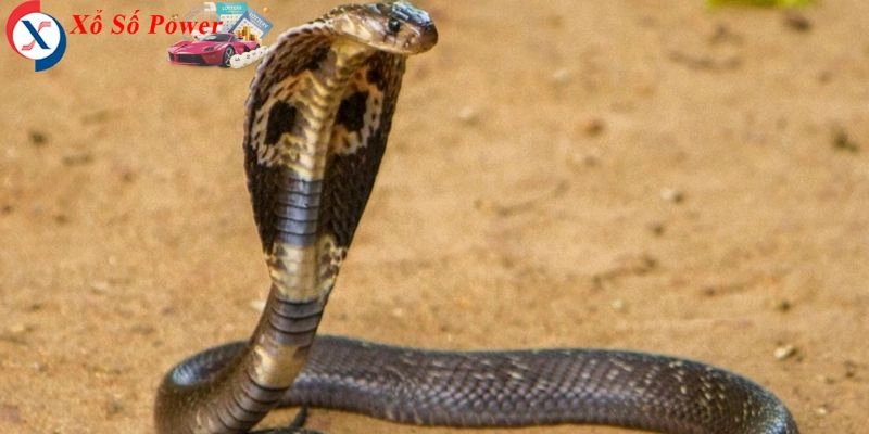Giấc mơ về một sinh vật nguy hiểm, biểu tượng của sự cảnh báo và sự thay đổi