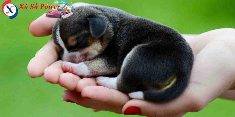 Giấc mơ phản ánh mối quan hệ bạn bè và sự đồng hành trong cuộc sống