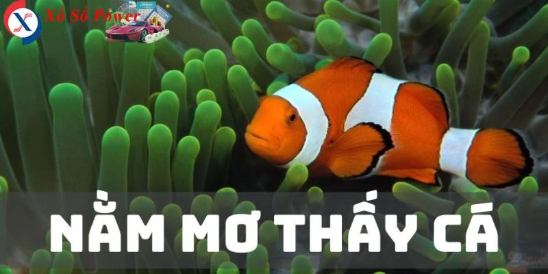 Khám phá con số may mắn trong giấc mơ về sinh vật biển