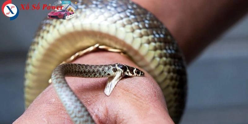Khám phá ý nghĩa giấc mơ thấy rắn cắn vào tay và những con số liên quan đến giấc mơ này
