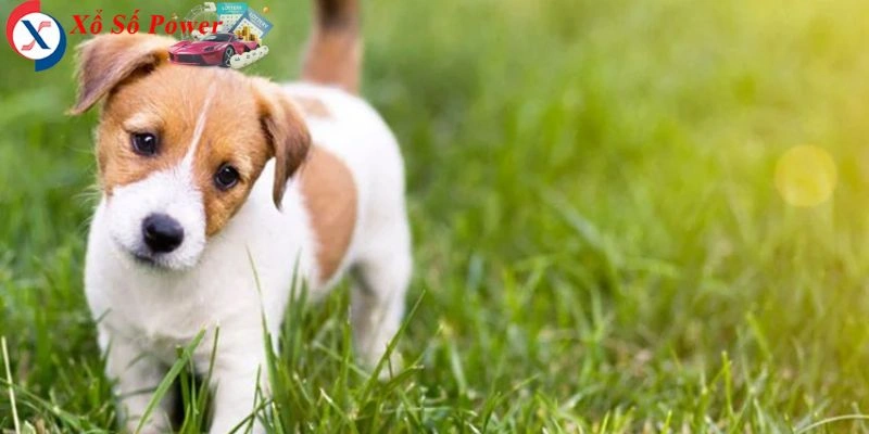 Biểu tượng của sự bảo vệ và sự trung thực trong các mối quan hệ