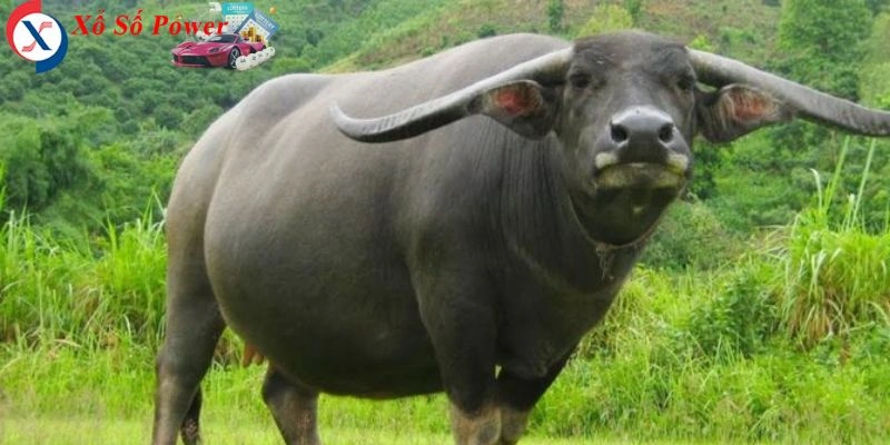 Hình ảnh tượng trưng cho sự kiên nhẫn và ổn định trong công việc