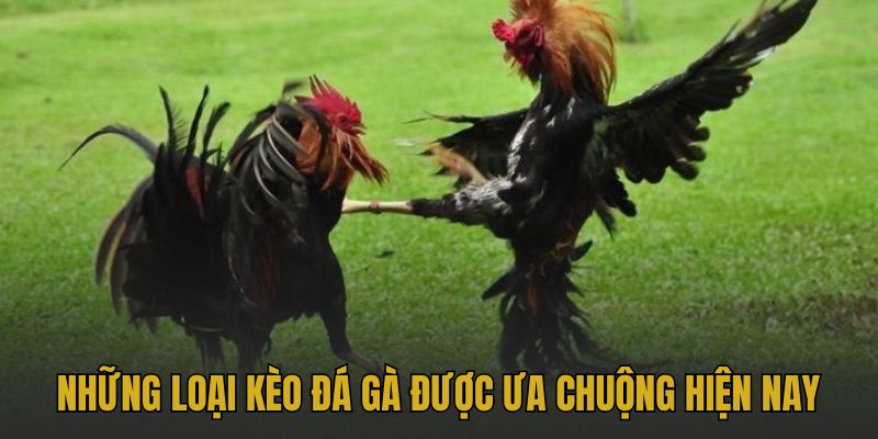 Kèo Đá Gà Trực Tiếp Bongvip